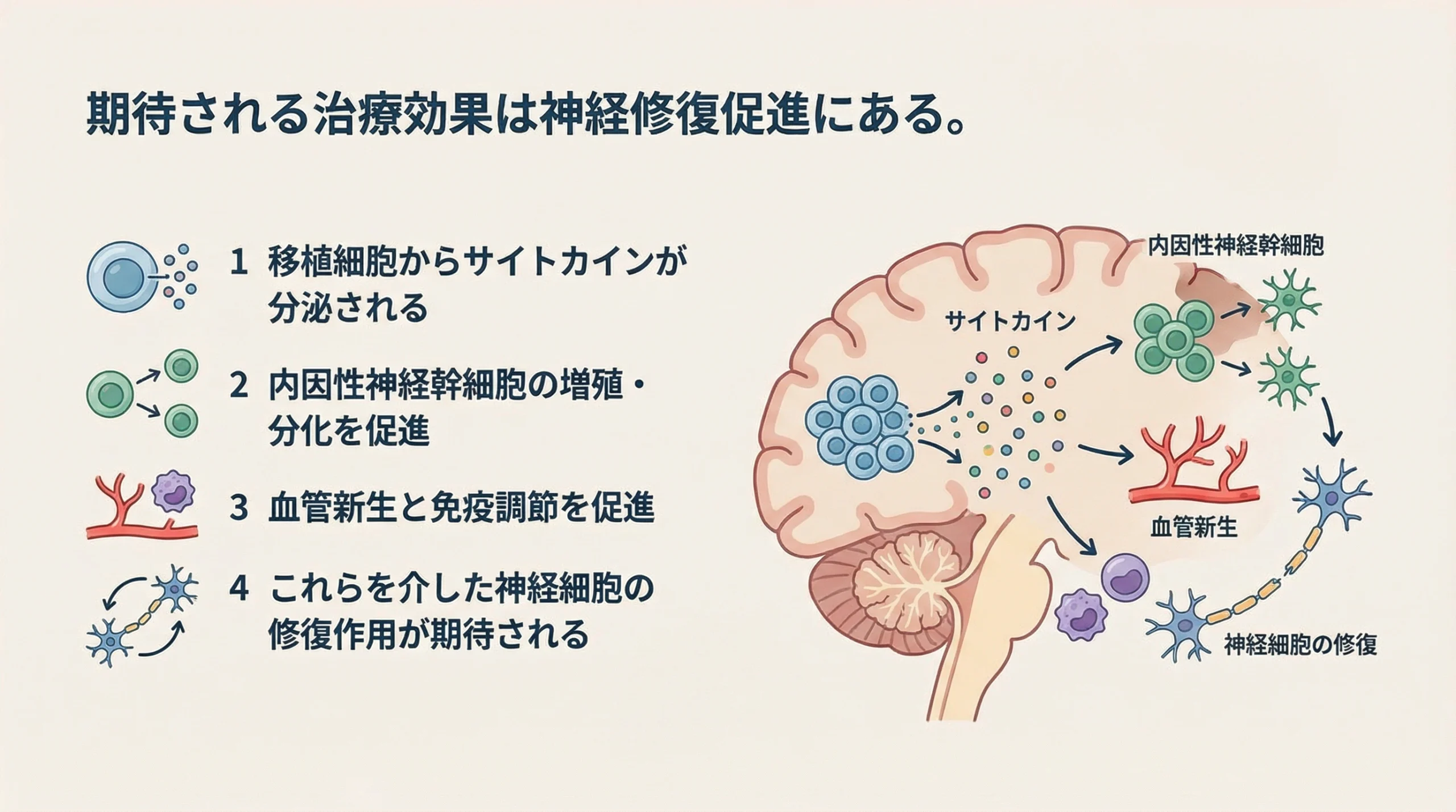 アクーゴに期待される神経修復作用の考え方を示すスライド